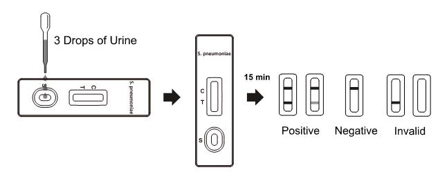 연쇄상 구균 Pneumoniae 항원 급속한 시험 카세트, 급속한 소변 검사