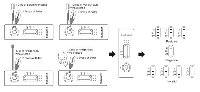 Leishmania IgG/IgM 급속한 시험 카세트 (전혈/혈청/플라스마)