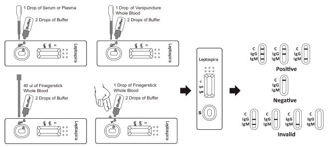 Leptospira IgG/IgM 세륨을 가진 급속한 시험 카세트 (전혈/혈청/플라스마)
