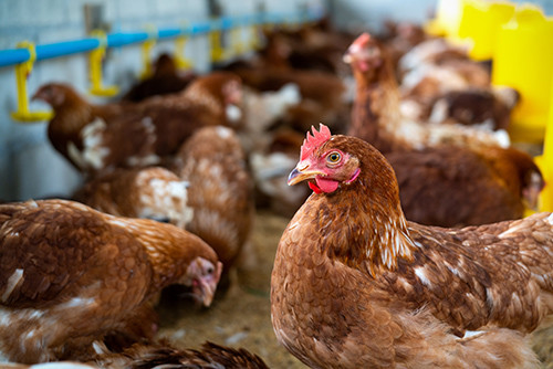 에 대한 최신 회사 뉴스 새로운 위협: H5N1의 세 번째 인간 사례 확인