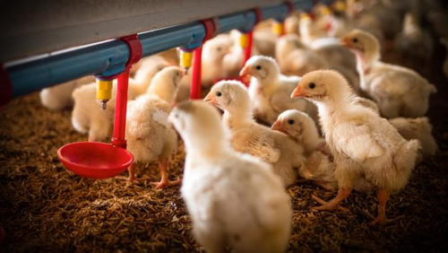 에 대한 최신 회사 뉴스 새 인플루엔자 H5N1의 출현: 국민 건강 에 대한 관심 의 증가